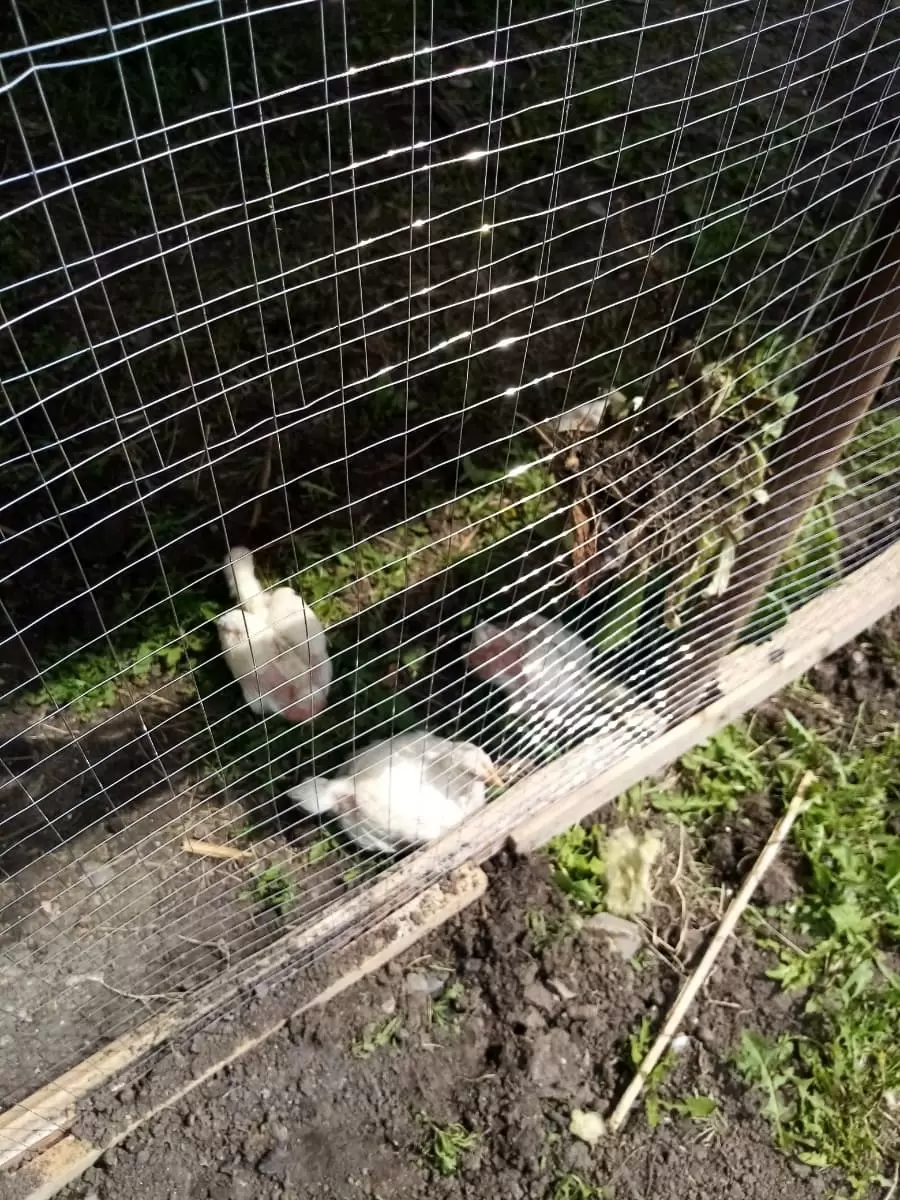 Сетка сварная, ячейка 25х25 мм (рулон 1х25 м) толщина 0,8мм, оцинкованная: купить оптом и в розницу в интернет магазине Сталь Крепеж - размеры, цены, характеристики. Сетка сварная, ячейка 25х25 мм (рулон 1х25 м) толщина 0,8мм, оцинкованная оптом и в розницу на сайте Сталь Крепеж